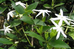 Jasminum cuspidatum